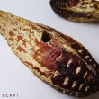 画像3: 【Parts】Mahogany Pod(10個入) ※ポッド※ (3)